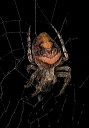 spider_1576