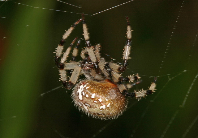 Araneus trifolium Araneidae