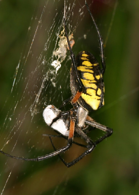 Argiope aurantia Araneidae