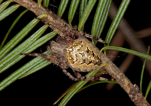 Araneus nordmanni Araneidae