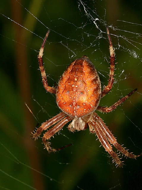 Araneus diadematus Araneidae