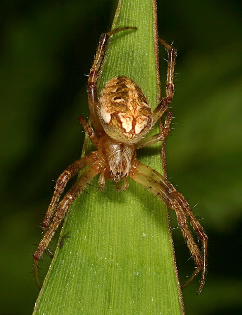 Neoscona arabesca? Araneidae