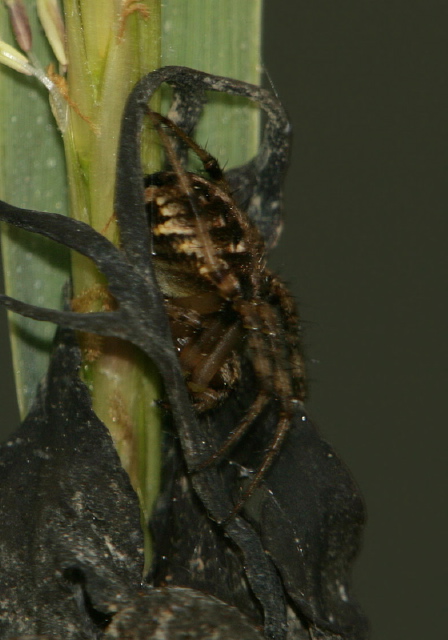 Neoscona sp. Araneidae