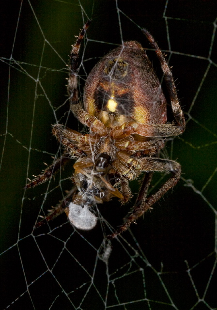 Eustala anastera? Araneidae