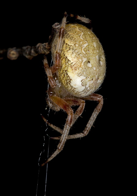 Araneus marmoreus Araneidae