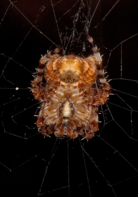 Araneus gemmoides Araneidae