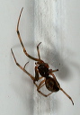 cobweb_spider4444