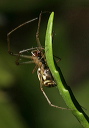 linyphiidae_zh3z0936