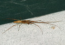 long-jawed_spider108
