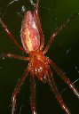 spider9931