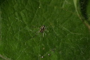 spiderweb356