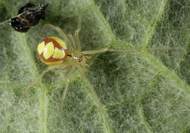 Theridion frondeum? Theridiidae