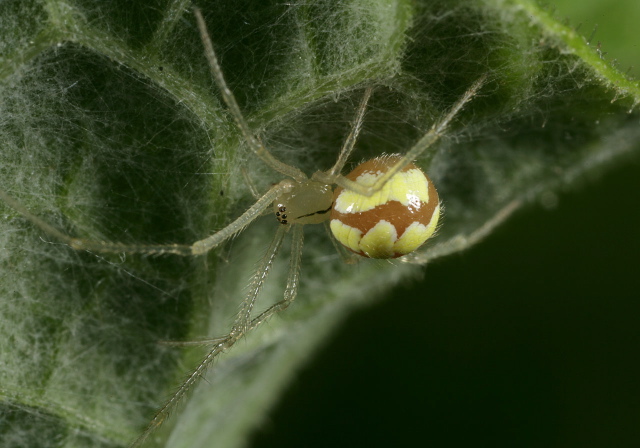 Theridion frondeum? Theridiidae