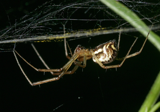 Linyphia triangularis Linyphiidae