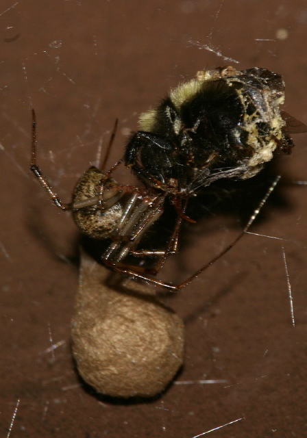 Achaearanea tepidariorum Theridiidae