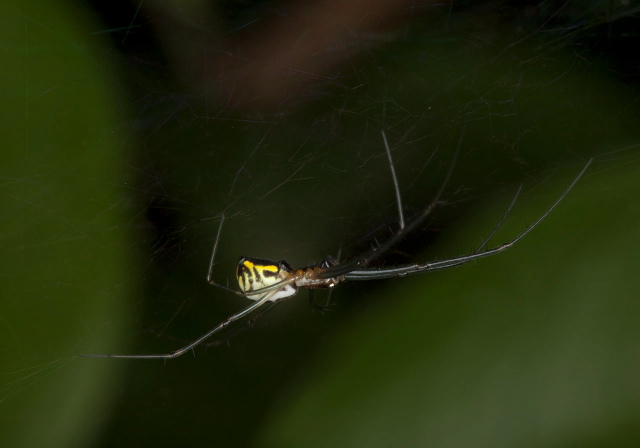 Neriene radiata? Linyphiidae