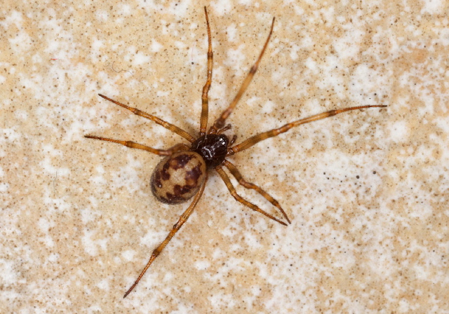 Steatoda triangulosa? Theridiidae