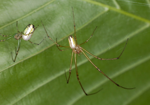 Leucauge venusta Tetragnathidae