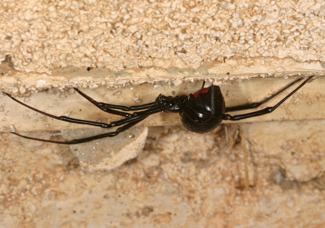 Latrodectus hesperus Theridiidae