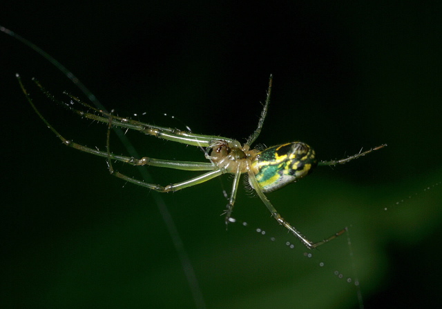 Leucauge venusta Tetragnathidae