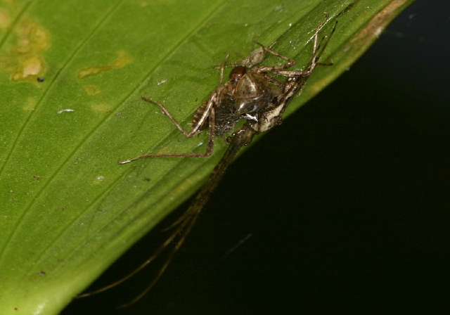 Tetragnatha sp. Tetragnathidae