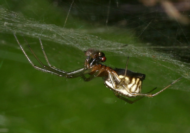 Frontinella communis Linyphiidae