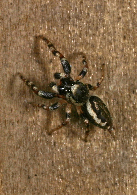 Eris sp. Salticidae