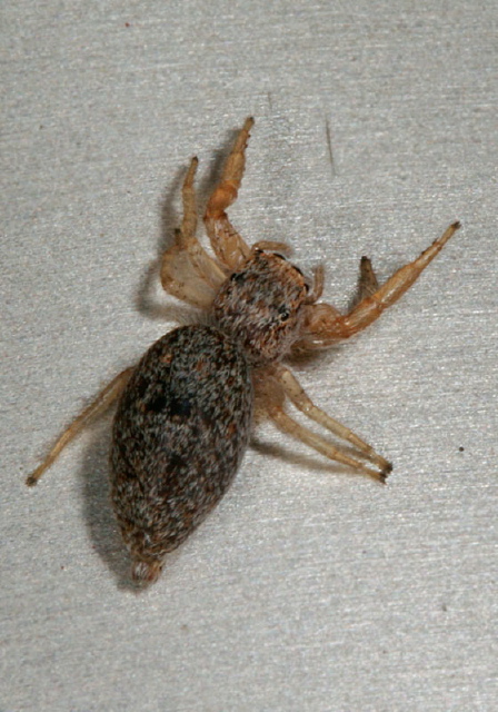 Hentzia sp.? Salticidae