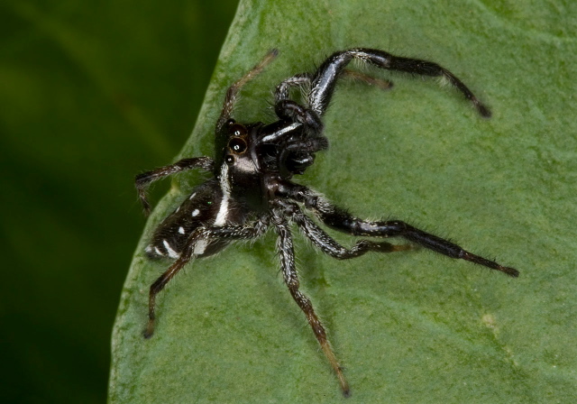 Paraphidippus aurantius Salticidae