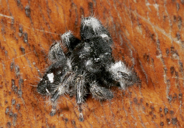 Phidippus audax Salticidae