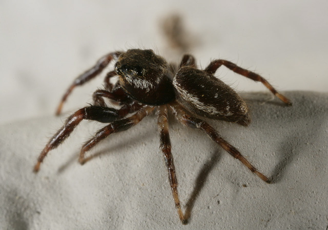 Sitticus sp. Salticidae