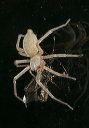 spider8424