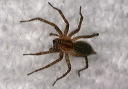 spider_452