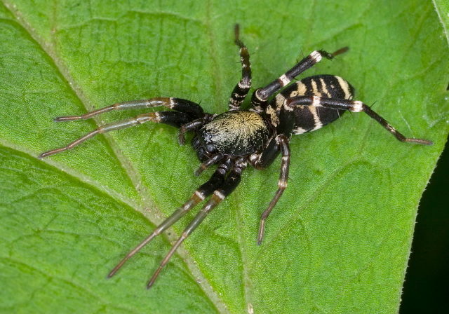 Castianeira sp. Corinnidae