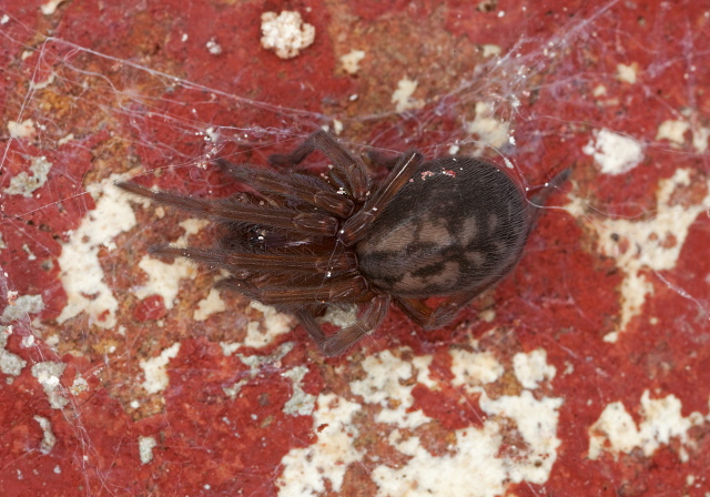 Callobius sp.? Amaurobiidae