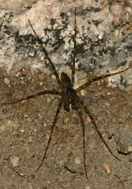 Dolomedes tenenbrosus Pisauridae