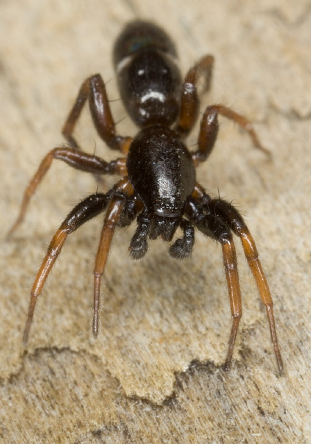 Sergiolus sp.? Gnaphosidae