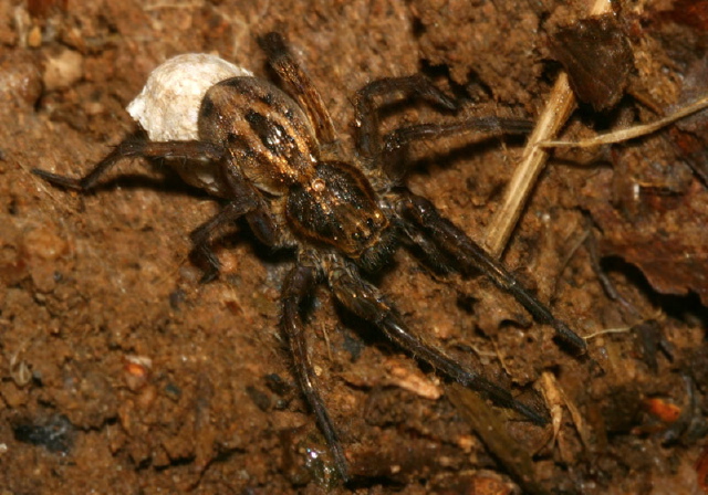 Alopecosa cuneata Lycosidae