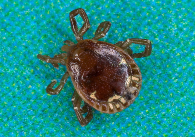 Amblyomma americanum Ixodidae