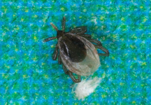 Ixodes scapularis Ixodidae