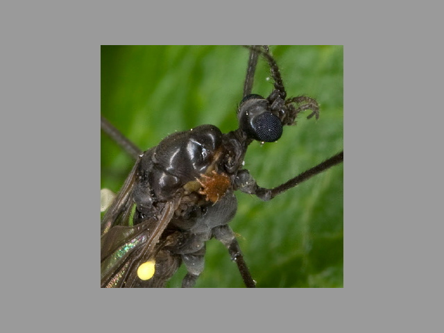 Cheiroseius sp. Ascidae