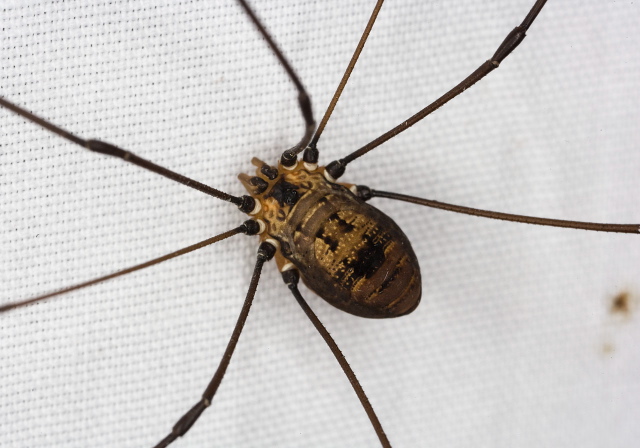 Leiobunum sp. Sclerosomatidae