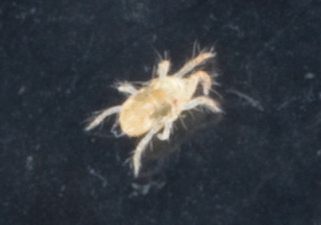 Tetranychus urticae Tetranychidae