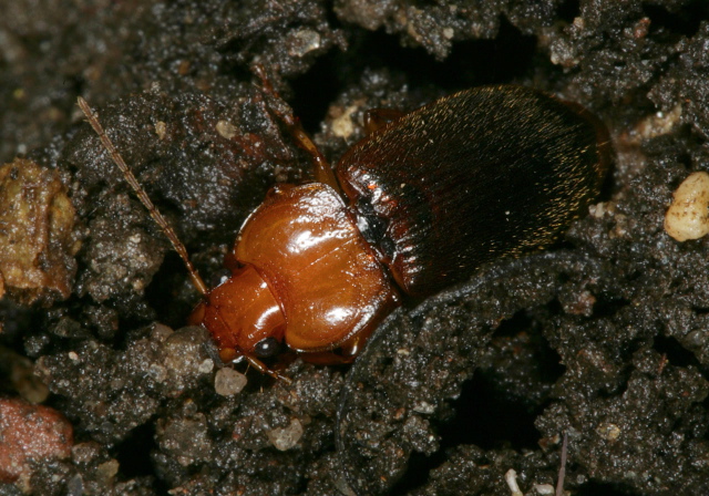 Amphasia interstitialis Carabidae