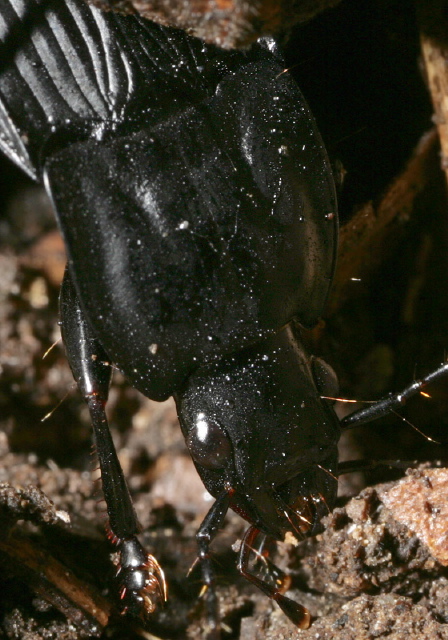 Dicaelus dilatatus Carabidae