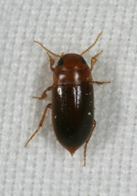 Celina angusta Dytiscidae
