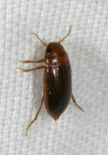 Celina angusta Dytiscidae