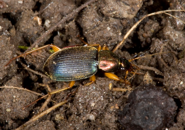 Chlaenius tricolor Carabidae