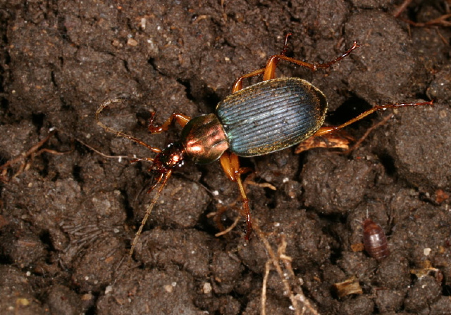 Chlaenius tricolor Carabidae