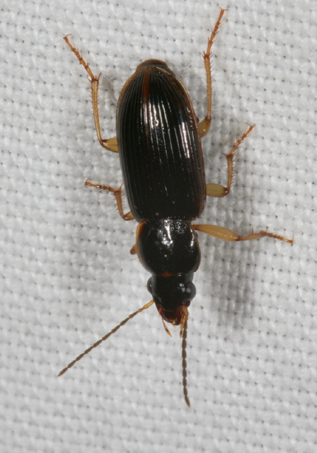 Stenolophus ochropezus Carabidae